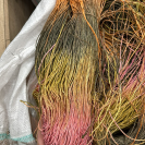 Рафия в пасме Рафаель Дольче Рафия в пасме Рафаель Дольче